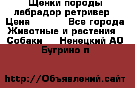 Щенки породы лабрадор ретривер › Цена ­ 8 000 - Все города Животные и растения » Собаки   . Ненецкий АО,Бугрино п.